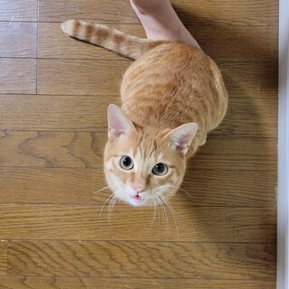 【人馴れ◎】スリゴロ茶トラ男子と暮らしませんか？