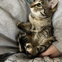 3匹の子猫を保護しました。投稿3つあります。