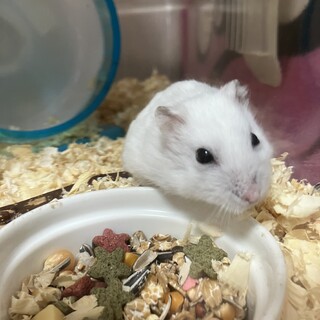 ハムスター パールホワイト