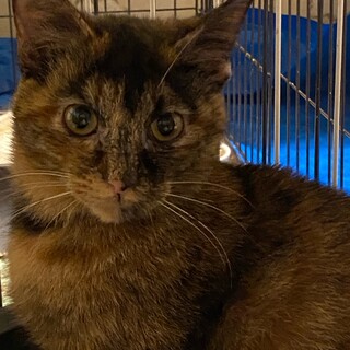 サビ猫の女の子8ヶ月くらい