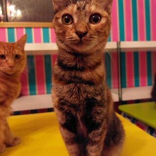 可愛いキジサビの女の子