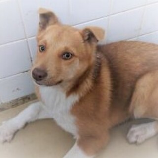 4-3-530◆可愛い子犬◆家族に迎えませんか？