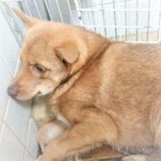 4-3-532◆可愛い子犬◆家族に迎えませんか？