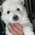 野犬の子、2ヶ月になってからお渡し♂