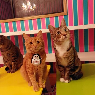 甘えん坊の茶トラくん♪