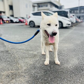 体は大きいですがビビりの子です。