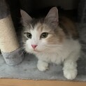 ぴあるーたん 様
