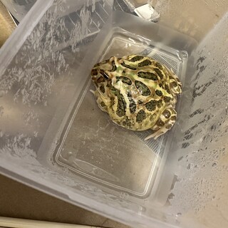 クランウェルツノガエル　2匹