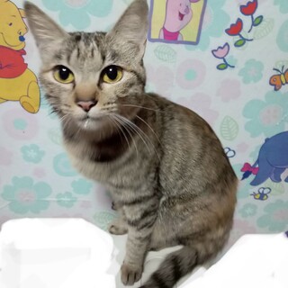 キジトラ猫さん