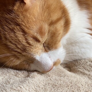 チャトラ白猫さん　でかにゃん