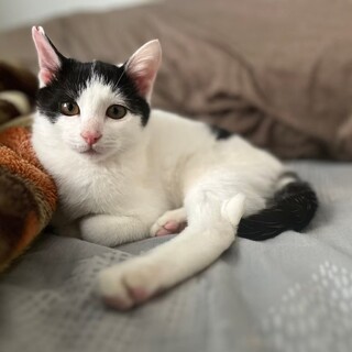 いつも甘えたい　ゴロゴロのサンジくん