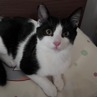 愛情表現が愛くるしいサボくん