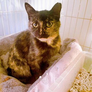 人慣れ抜群♫ きらっきらしたさび猫　きららです♡