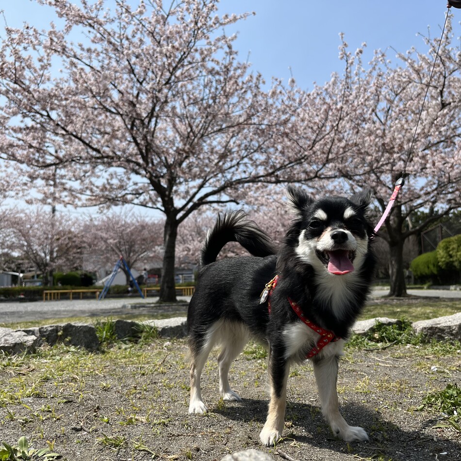 シェリーのカバー写真