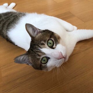 美男子のおっとり猫☆ニャオくん