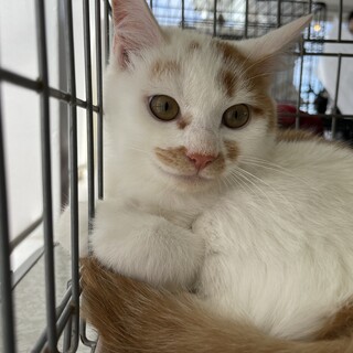 どろぼう柄が可愛い白茶猫さん