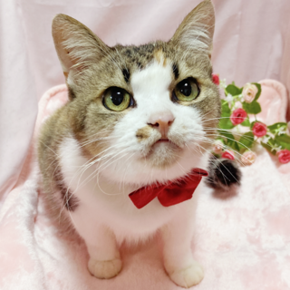 この顔で甘えに来る！への字の口『ココアちゃん』