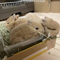 子うさぎ　3羽　ネザーランドドワーフ