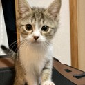 ヤンチャでいたずら坊主だけど可愛いコッコ　2ヶ月半