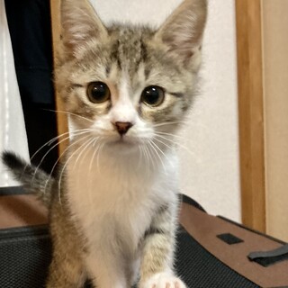 ヤンチャでいたずら坊主だけど可愛いコッコ　2ヶ月半
