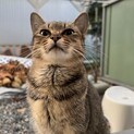 他の子猫の里親様が引き取ってくださいました。