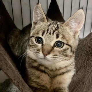 まぁるいお顔につぶらな瞳。とっても可愛いポポちゃん