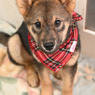 ジョイフルなカエデちゃん❤️