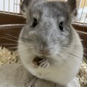 チンチラパイド　