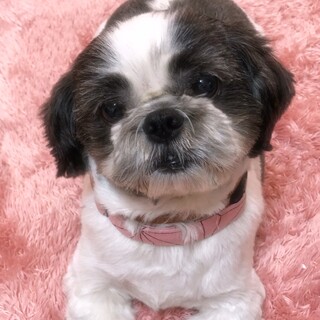 とってもおっとり可愛すぎるナッツベリーちゃん