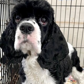 23-M14 とても穏やかな良い子です♪