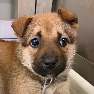 かわいい子犬　ふきたくん　2ヶ月