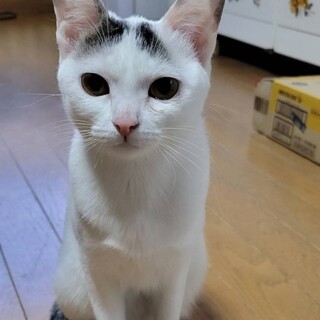 元気な女のコ、はっちゃん♪