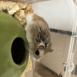 ハムスター ロボロフスキー 