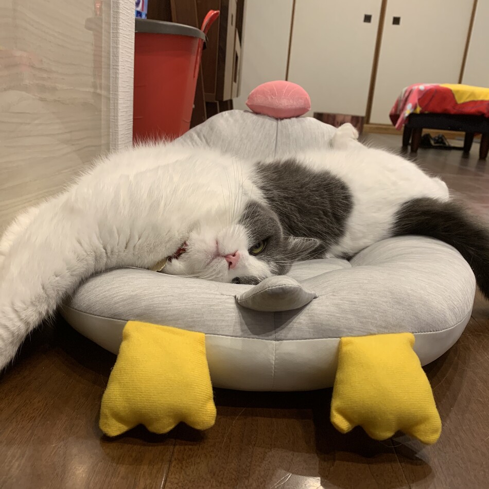 レノのカバー写真