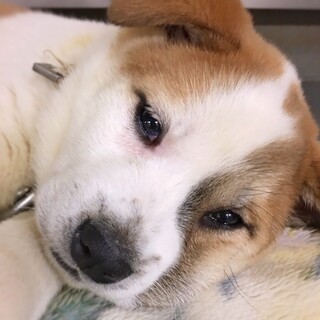 むちむちフェイスの　しも坊くん　1〜2ヶ月