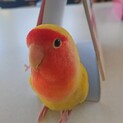 コザクラインコの里親を探しています(相談中)