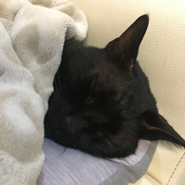 子供達がうるさくても全く起きないしゅうちゃん。笑