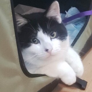 いっしょに寝てくれる大きな仔猫、白黒のゴードン君！