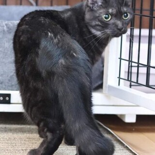 黒猫 ホロケウちゃん里親様募集♡