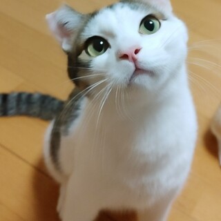 サザエさんに出てくるカツオと性格そっくりなカツオ君