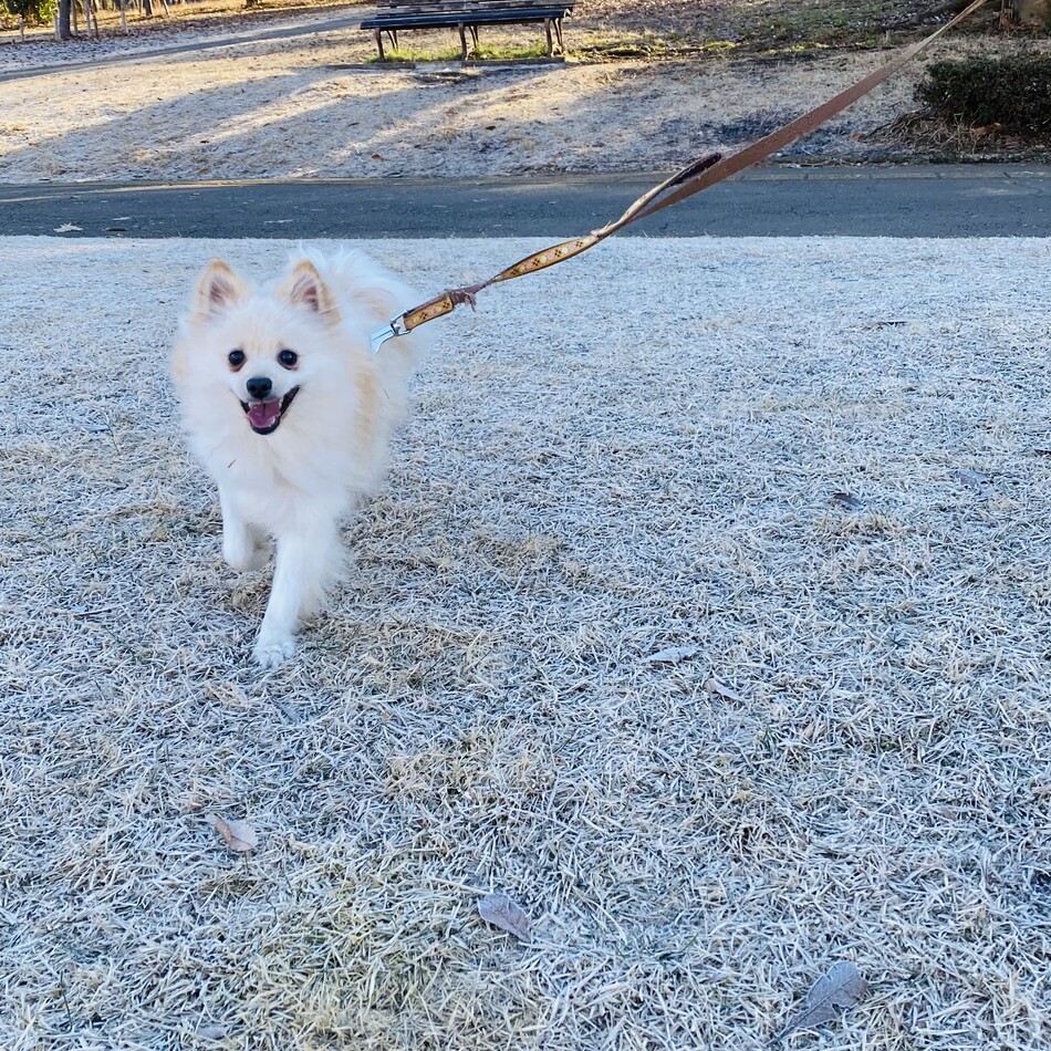 チップのカバー写真