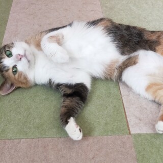 ❤美しく穏やか❤甘え上手な三毛猫の「ミト」❤