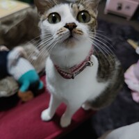 翡翠
