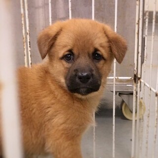 【相談中】人懐っこい　れんくん　1ヶ月