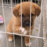 【相談中】人懐っこい　れんくん　1ヶ月 サムネイル2