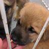 【相談中】人懐っこい　れんくん　1ヶ月 サムネイル3
