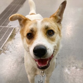 【相談中】自由気ままな　おかえちゃん　1〜2歳