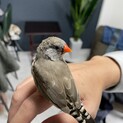 里親募集してます。