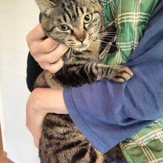 甘えん坊のきじちゃん３歳　人なれ抜群女の子です