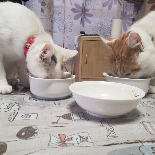 まっちょまゆみのカバー写真